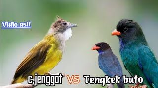 Download lagu CUCAK JENGGOT VS TENGKEK BUTO || TEMBAKAN EDAN FULL BESETAN mp3