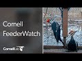 Live Birds In 4K! Cornell Lab FeederWatch Cam at Sapsucker Woods