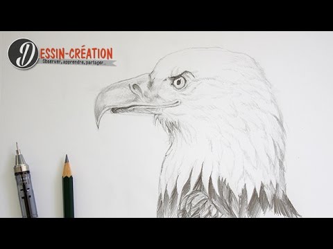 Comment dessiner un aigle - portrait animalier
