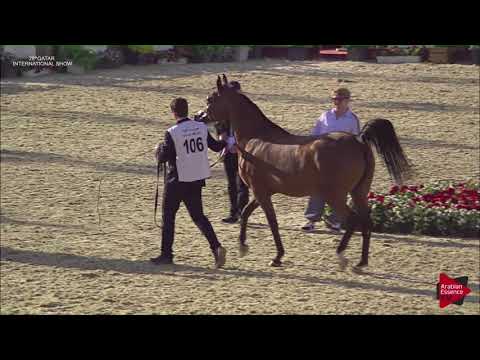 N.106 RAWAN AL JASSIMYA - 2019 Qatar International show - Mares 4-6 Years Old (Class 7B)