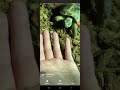 Haminations Gets Bitten By Turtle