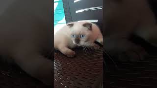 Download lagu cat sjshsus zjzisuz jzjz mp3