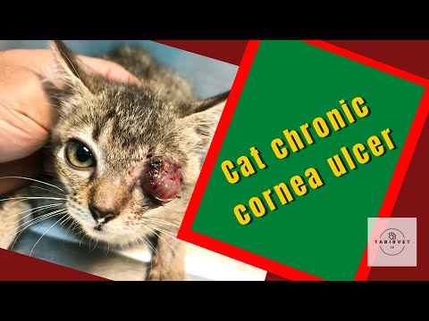Cat chronic cornea ulcers/keratitis ulcerative caused by Feline Herpes Virus (FHV)