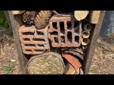 Ep. 82.: Rovar tanya, avagy Darázs-Garázs