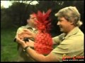 Crocodile Hunter S 2nd Most Dangerous Encounter