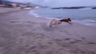 Rhodesian Ridgeback VS Irish Wolfhound😂