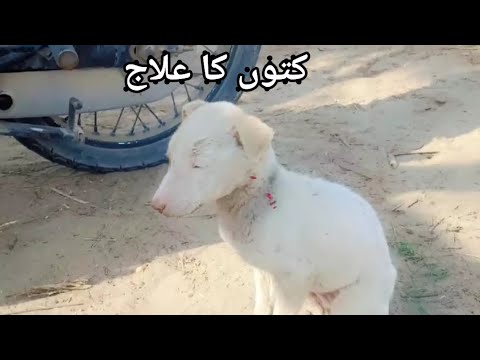 Dogs Parvo virus Treatment Dogs Gastritis treatment Dogs treatment @Dr.Fahed Tanveer kamboh