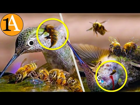 Krieg der Kolibris und Bienen, das sind ihre Waffen