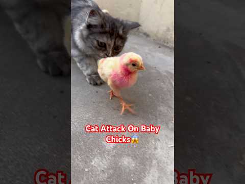 Colorful Chicks And Cat😱🐣 #colorfulchickens #cat #babychicks #catandchick #chicks
