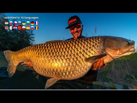 FEEDERMANIA-Kunsági 30 kg-os amur, Venom AMUR bojlival. Canel fishing for grass carp with boilies.