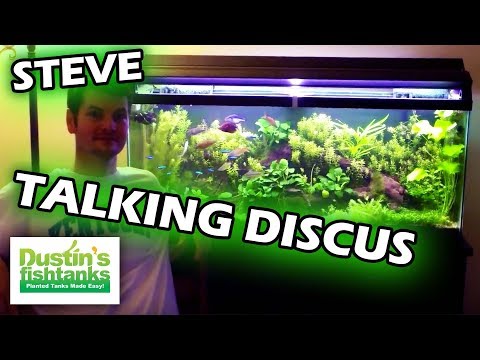 How To Keep Discus Fish: Species Sunday: Steve's Thoughts on Discus