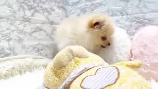ポメラニアンの動画01