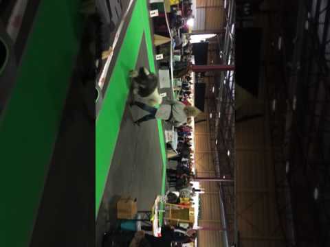 12.11.2016 CACIB Baltic Winner 2016