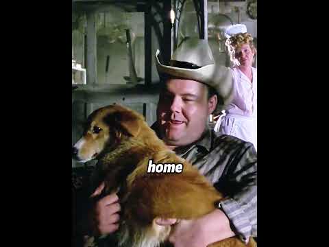 This dog turns longing into steps just to get back home!#movie #shorts #zj60116lqbg