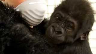 preview picture of video 'Baby Gorilla Kamina moves to Columbus - Cincinnati Zoo'