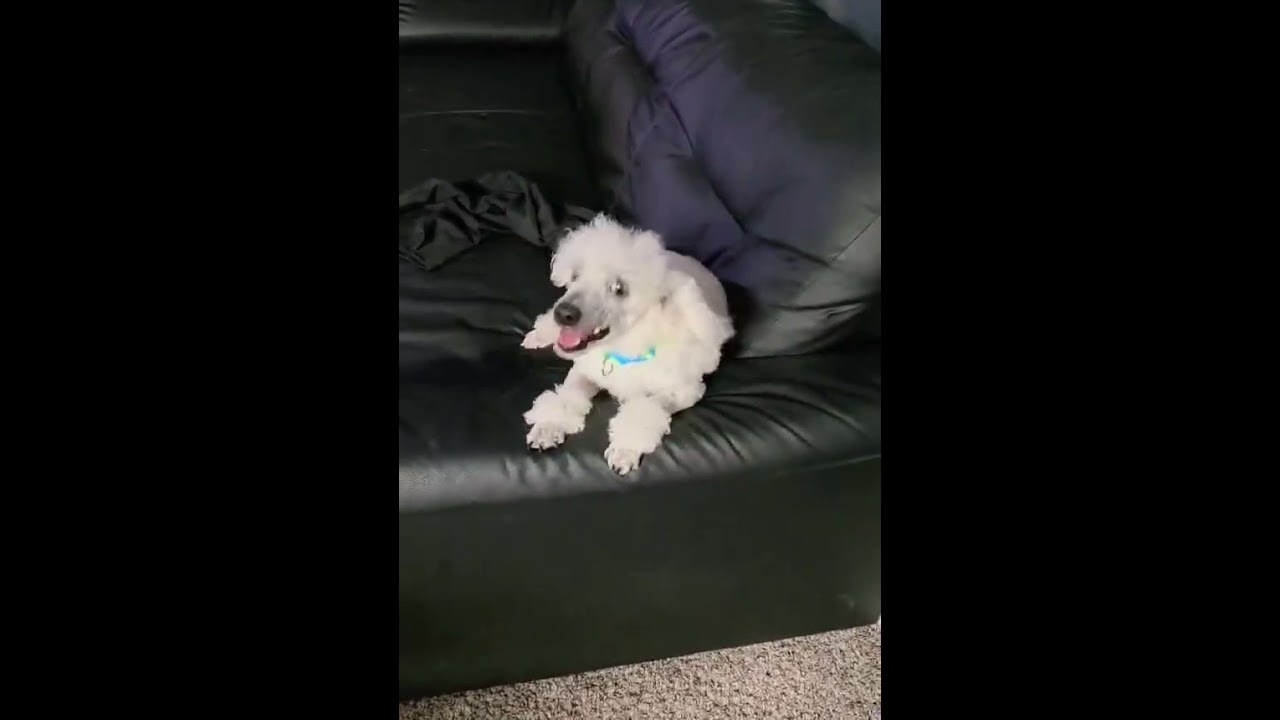 Enlarge Olaf, a Adoptable Miniature Poodle in Little Rock , AR video 3/4