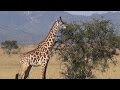 Niezwykly Swiat Kenia Tsavo West National Park