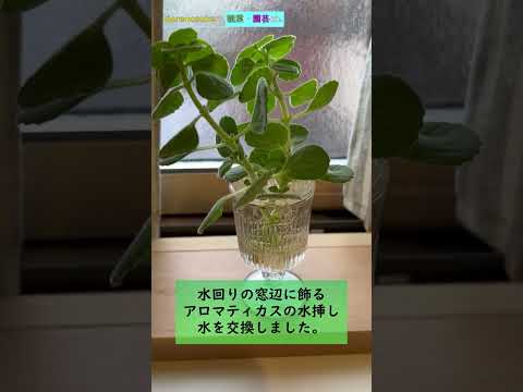 水中でトマトから挿し木を取る方法 テクニック 増殖 植物 野菜 家庭菜園のヒント