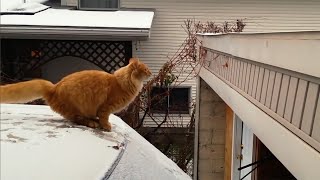 Опасный прыжок кота видео