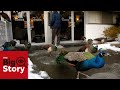 The peacocks that divided a B.C. town | The Big Story Podcast