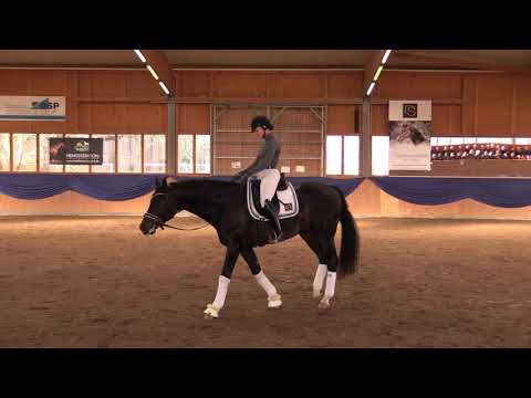 Dressurhengste Schleier | Flashback | Burghof Hengstschau 2019