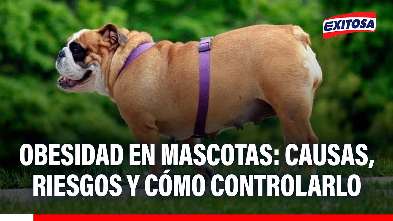 🔴🔵 Obesidad en mascotas: Causas, riesgos y cómo controlarlo