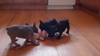 Video preview image #1 French Bulldog Puppy For Sale in MARCOLA, OR, USA