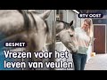 Paardenfokker Marijke wil wereldwijd paardenvirus aanpakken [3/3] | RTV Oost