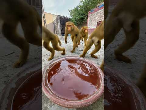 monkeys are in danger