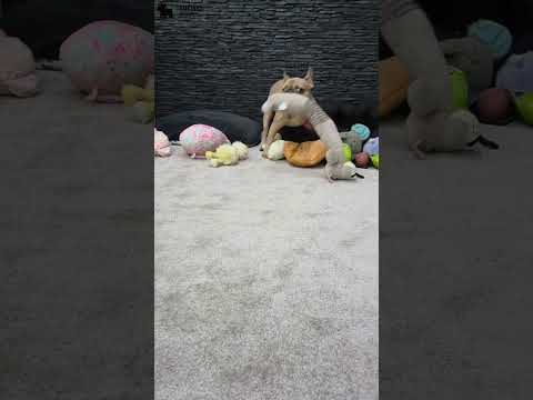 Video 4