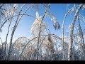 Birches by Robert Frost 