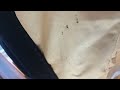 Lots of Bed Bugs in the Mattress in Princeton, NJ