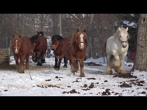 Caii lui Ionut de la Manastireni, Cluj - 2026 Nou!!!