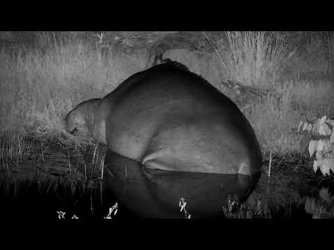 Djuma: Hippo female and two calves feeding by the pans-one calf goes in pan - 04:41 - 02/18/2023