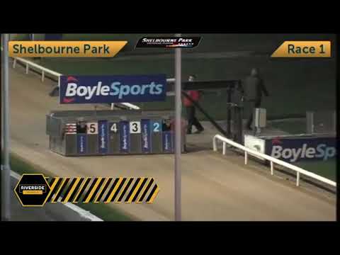 Romeo Magico - The Talking Dogs A0 550 Semi Final