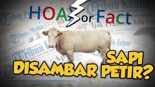 Hoax or Fact: Belasan Ekor Sapi yang Tersambar Petir di Kupang Dagingnya akan Dijual ke Pasar