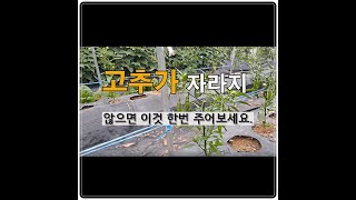 고추가 잘 자라지 않으면 이것 한번 주어 보세요. 주말농장 도시텃밭 # 고추가꾸기 .