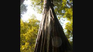 Daniel and the Sacred Harp Cover of song by The Band