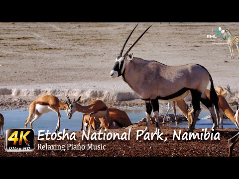4K African Wildlife Documentary Film - Etosha National Park, Namibia, Africa - Part One