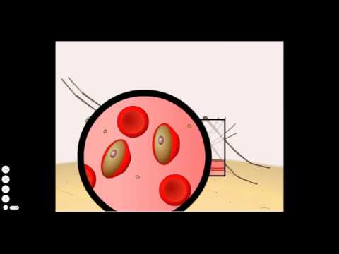 Malaria: Life Cycle