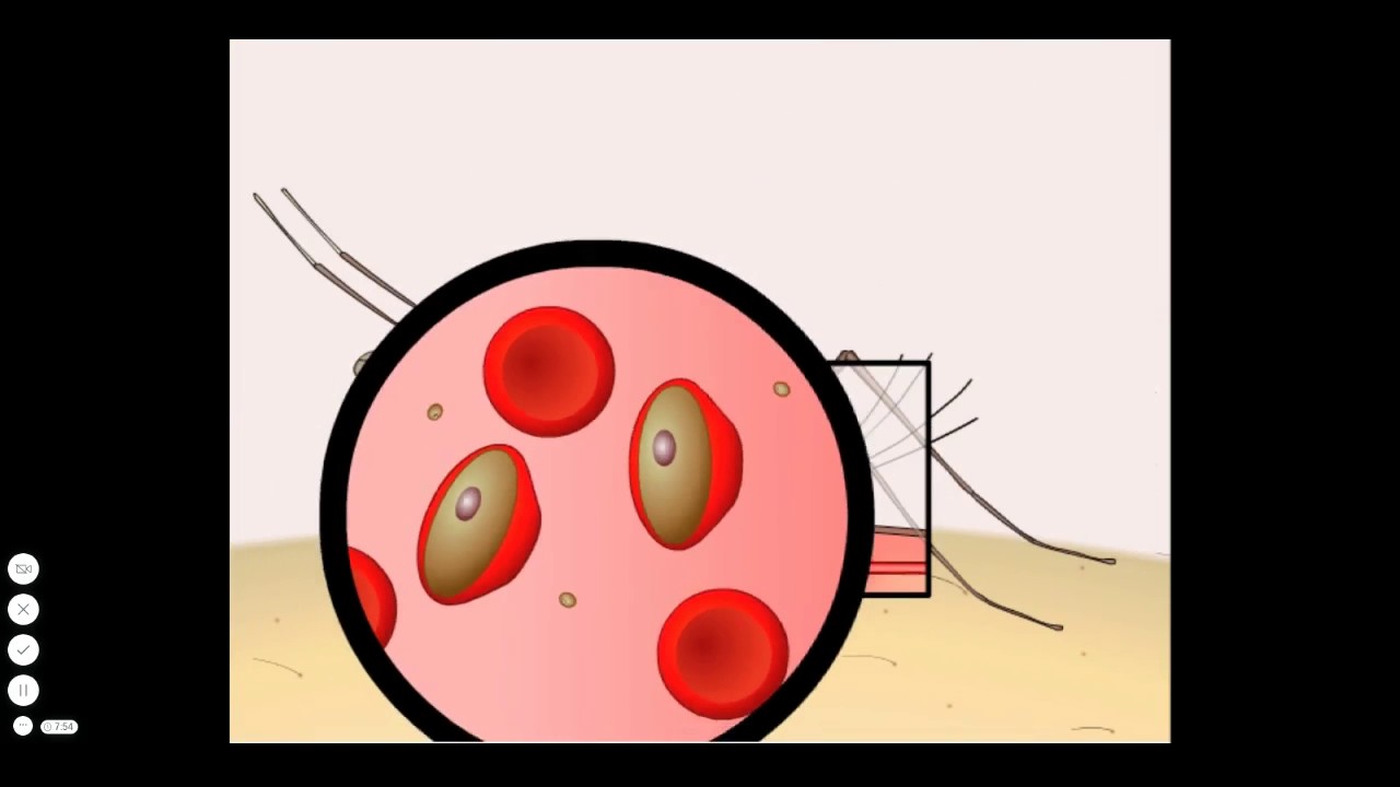 Malaria: Life Cycle