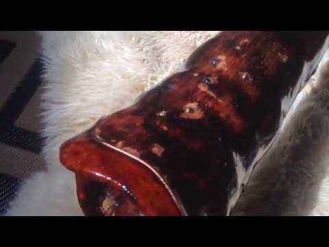 "I Itoi" - Apache holy ground Agave - Machu Didgeridoos