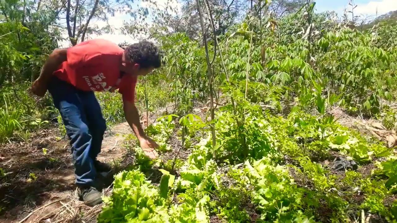 AGROFLORESTA DÁ LUCRO?