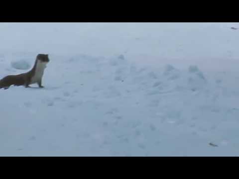 Łasica / Mustela /Weasel / 31.01.2017