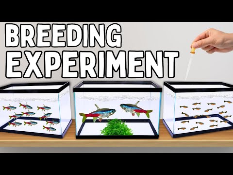 Breeding Neon Tetras - Over 100 Fry!