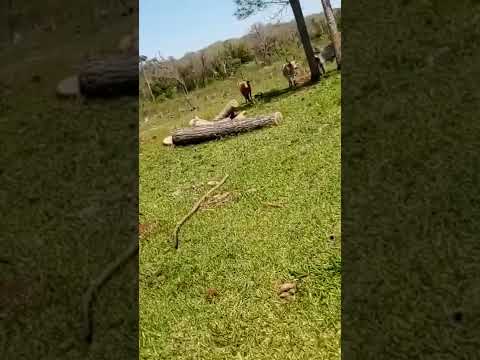 belleza desde O .V Andrade Misiones