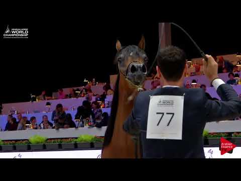 N.77 EMPEROR K.A. - Paris 2017 - Yearling Colts (Class CM4A)
