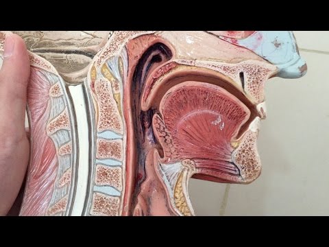 Anatomia jamy ustnej