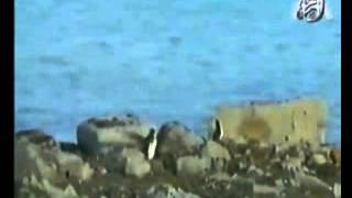 الإعجاز العلمي في طيور البحر