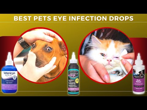 Best Pets Eye  Infection Drops For Dogs & Cats -Relieve Eye Allergies